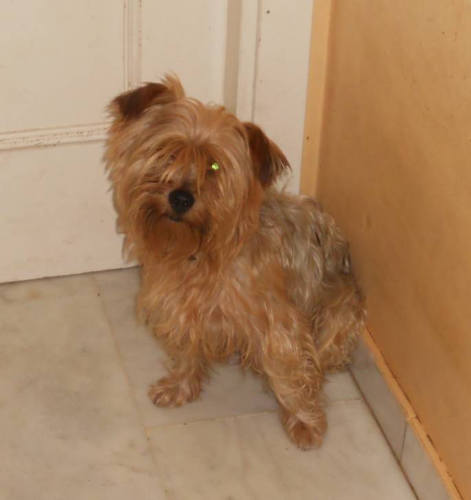 Gordi - Yorkshire Terrier Mâle
