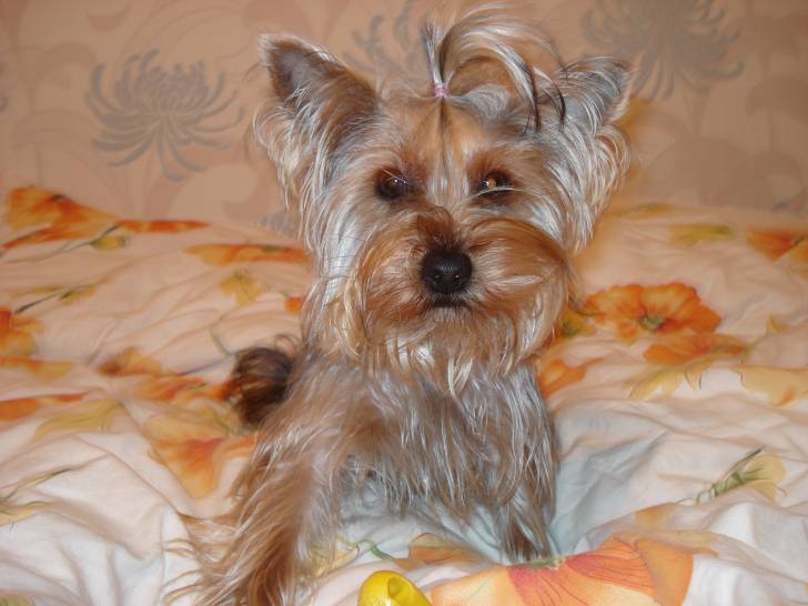 Maja - Yorkshire Terrier (3 ans)