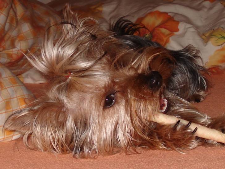 Maja - Yorkshire Terrier (3 ans)