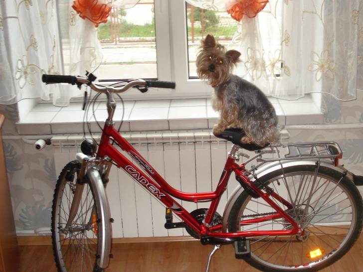 Maja - Yorkshire Terrier (3 ans)