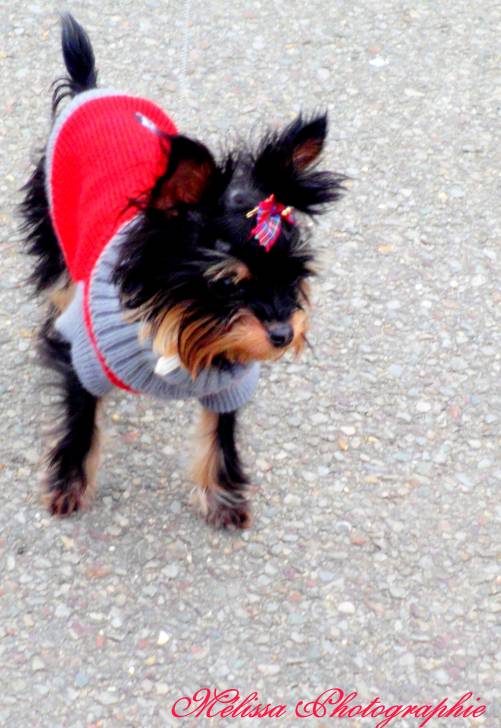 Guessy - Yorkshire Terrier (1 an)