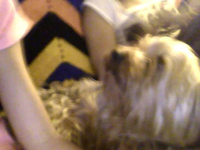 Lilo - Yorkshire Terrier Mâle (4 ans)
