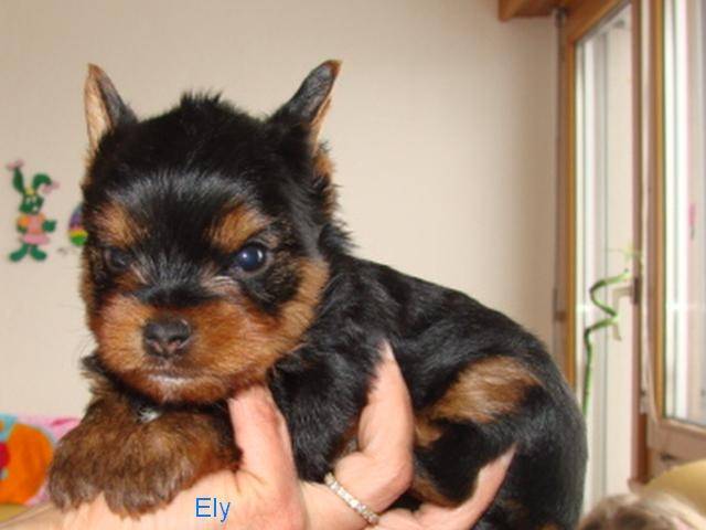 Ely - Yorkshire Terrier Mâle (9 mois)