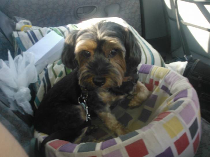 Maya - Yorkshire Terrier (7 ans)