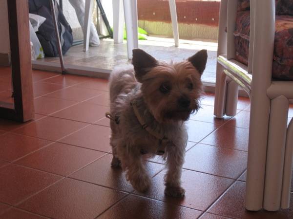 Bety - Yorkshire Terrier (14 ans)