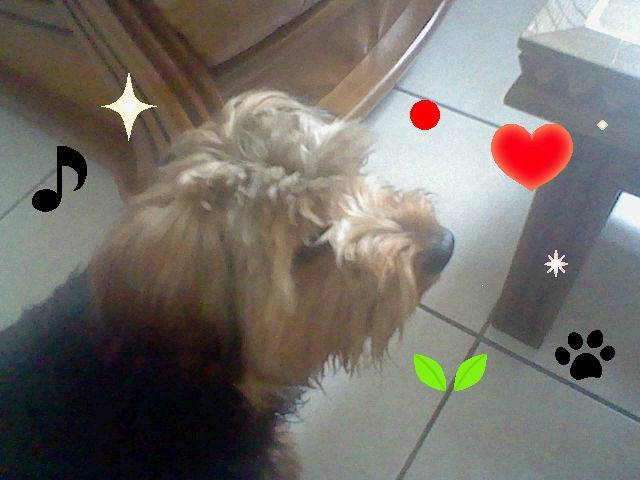 filou - Yorkshire Terrier Mâle