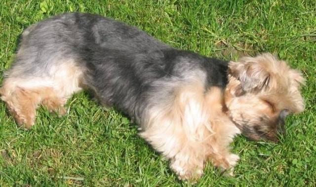 Orphée - Yorkshire Terrier (11 ans)