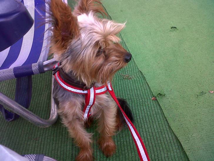 Coco - Yorkshire Terrier Mâle (2 ans)