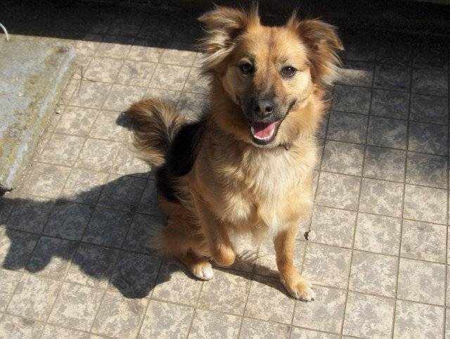 Tilou - Yorkshire Terrier Mâle (3 ans)