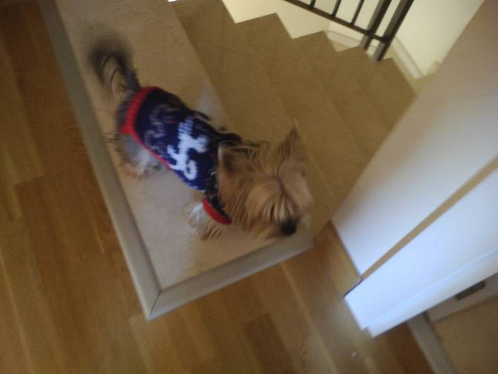 odi - Yorkshire Terrier Mâle (6 ans)