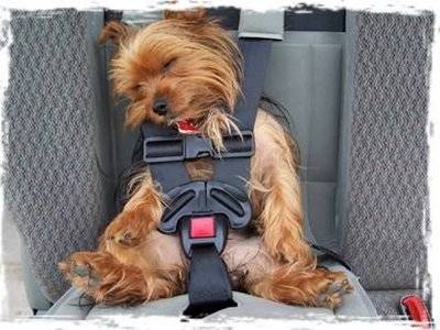 minie - Yorkshire Terrier (4 mois)