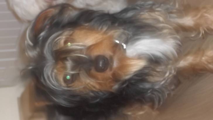 Jimbo - Yorkshire Terrier Mâle (1 an)