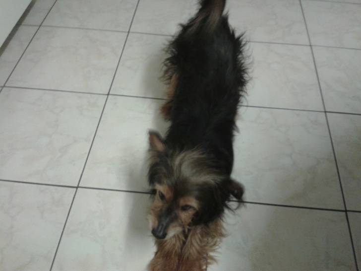 Max - Yorkshire Terrier Mâle