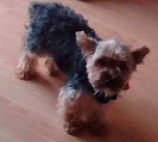 lilou - Yorkshire Terrier