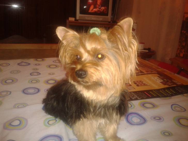 Rubí - Yorkshire Terrier (5 ans)