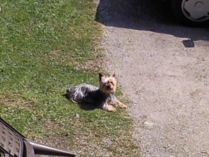 Phénix - Yorkshire Terrier Mâle (7 mois)