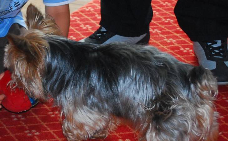 Johnny - Yorkshire Terrier Mâle