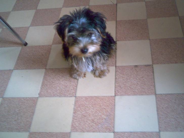 Goliath - Yorkshire Terrier Mâle (1 an)