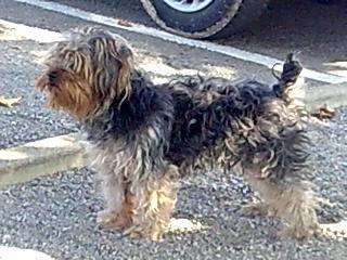 Bengi - Yorkshire Terrier Mâle (4 ans)