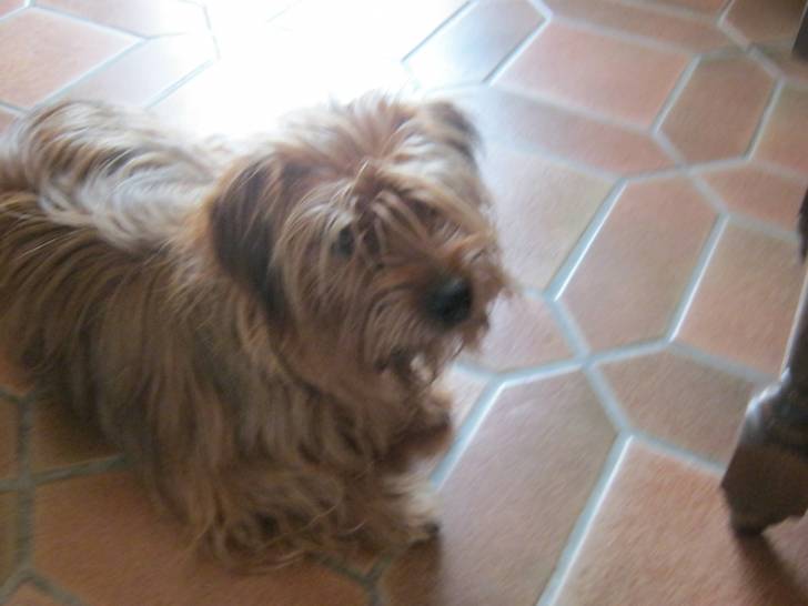 Cerise - Yorkshire Terrier (2 ans)