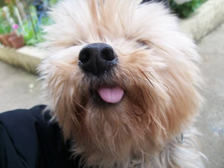 Lulu - Yorkshire Terrier (11 ans)