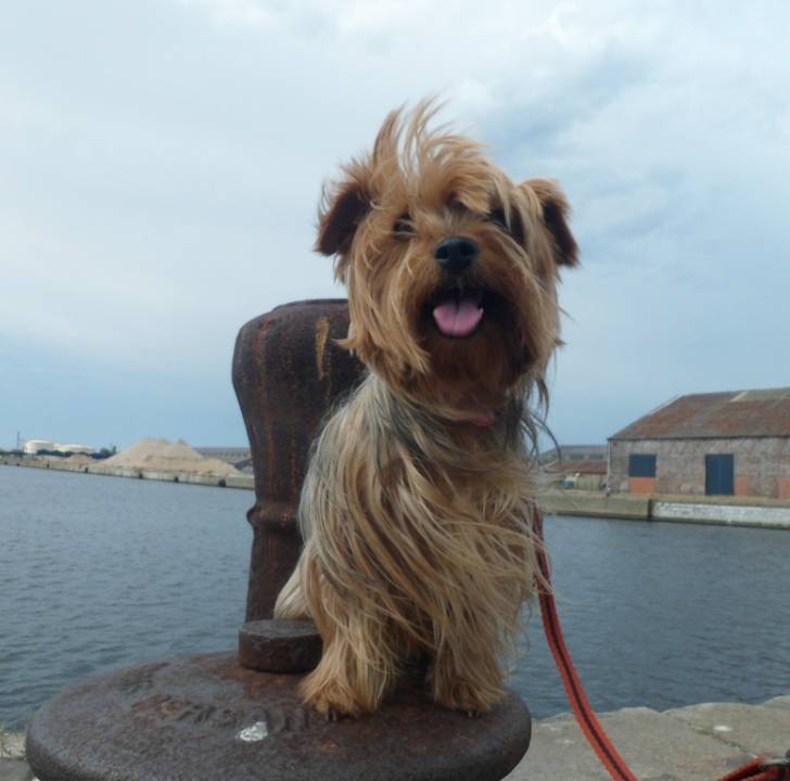 Chanah à Dunkerque - Yorkshire Terrier (5 ans)