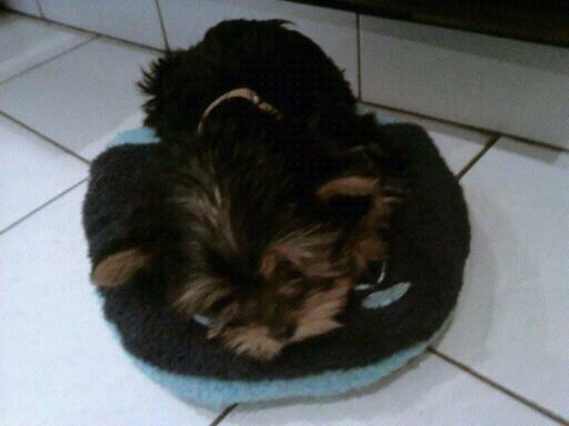 Gypsy - Yorkshire Terrier (11 mois)
