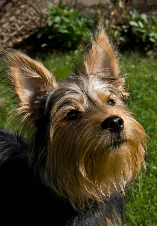 Alfie - Yorkshire Terrier Mâle (1 an)