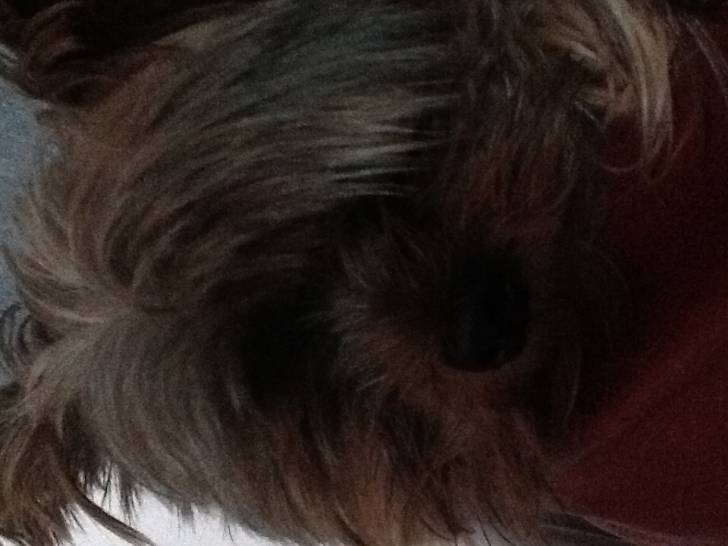 Scybelius - Yorkshire Terrier Mâle (6 ans)