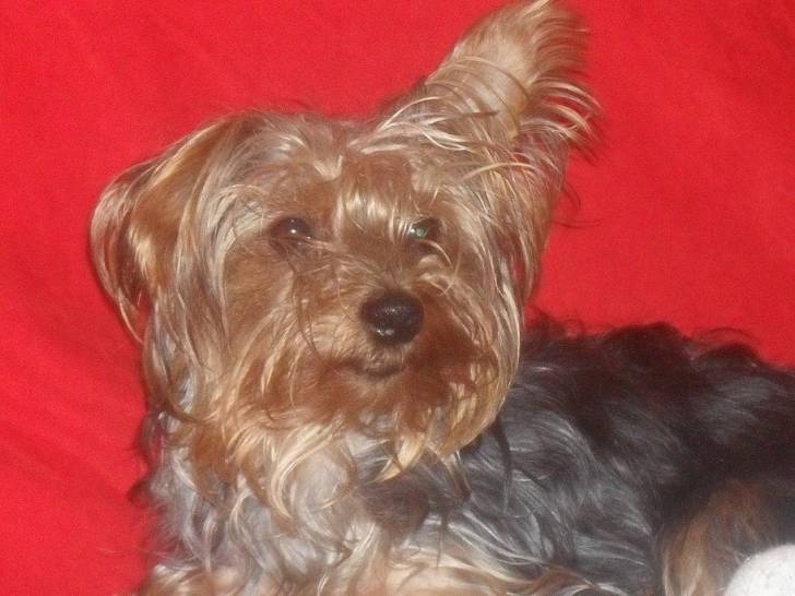 fionia - Yorkshire Terrier (2 ans)