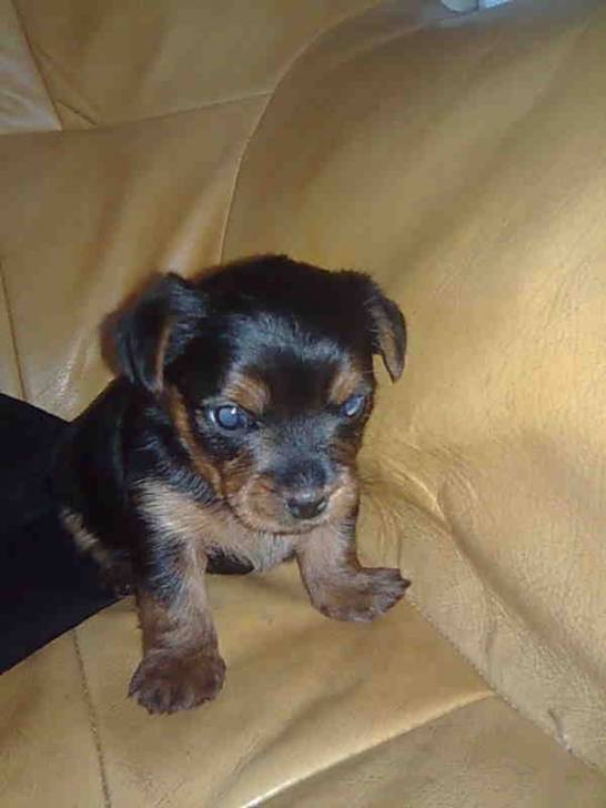 titi - Yorkshire Terrier