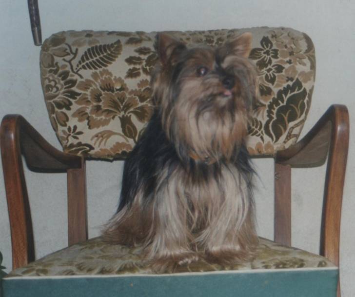 Yndia - Yorkshire Terrier (15 ans)