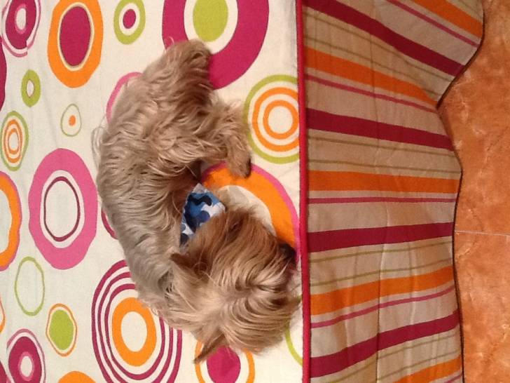 Jerry - Yorkshire Terrier Mâle (5 ans)