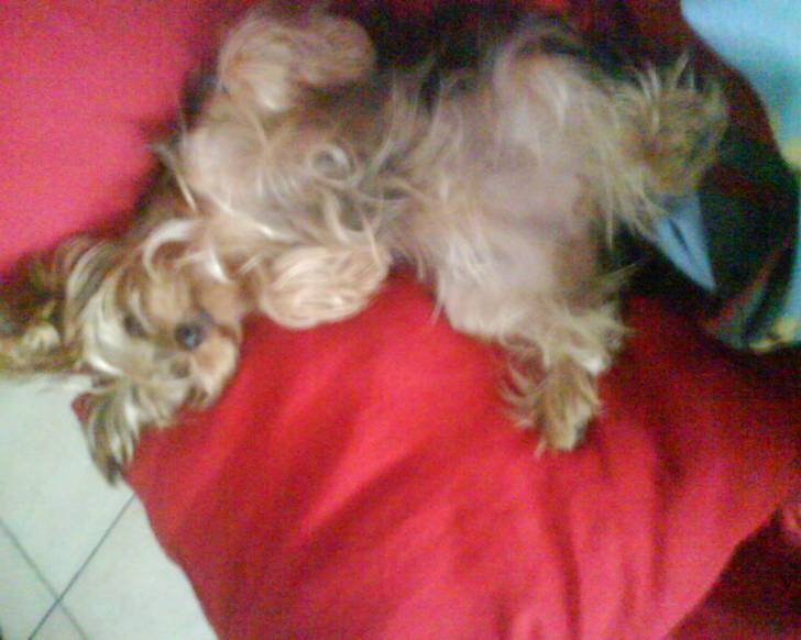 Sheyna - Yorkshire Terrier (3 ans)