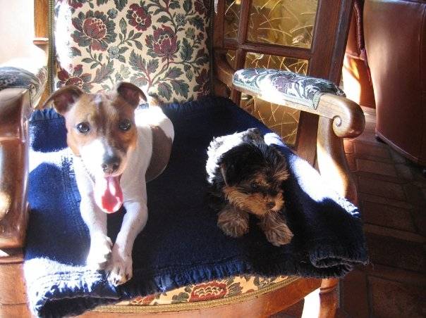 agate et sa copine vanille - Yorkshire Terrier (6 mois)