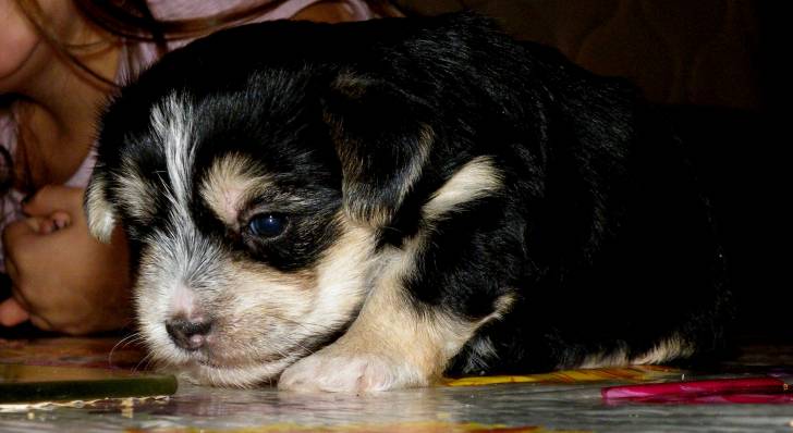 Erka - Yorkshire Terrier (1 mois)