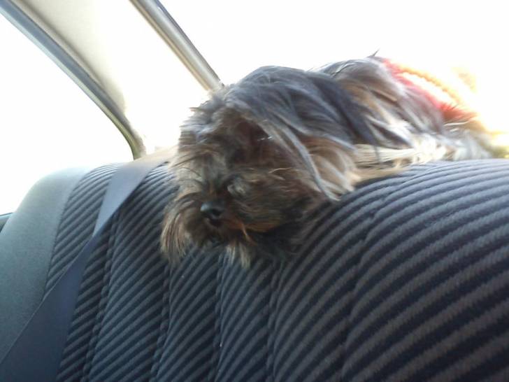 chanty - Yorkshire Terrier (2 ans)