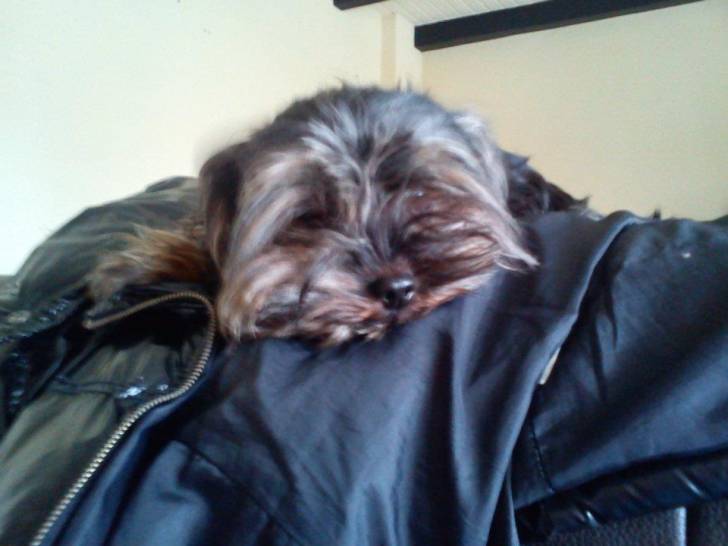 chanty - Yorkshire Terrier (2 ans)