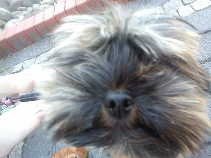 chanty - Yorkshire Terrier (2 ans)