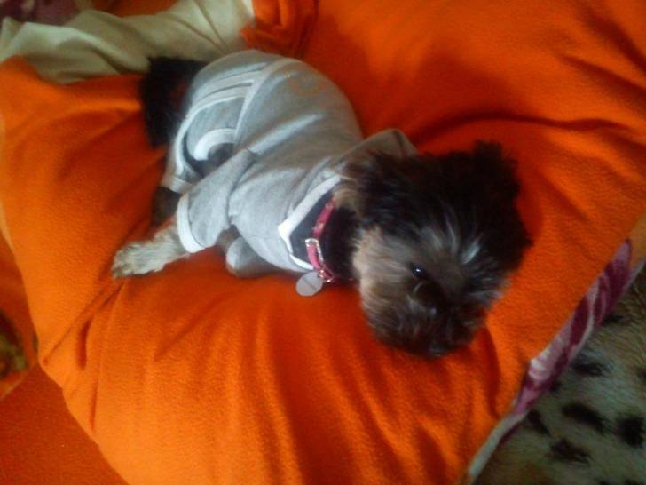 chanty - Yorkshire Terrier (2 ans)