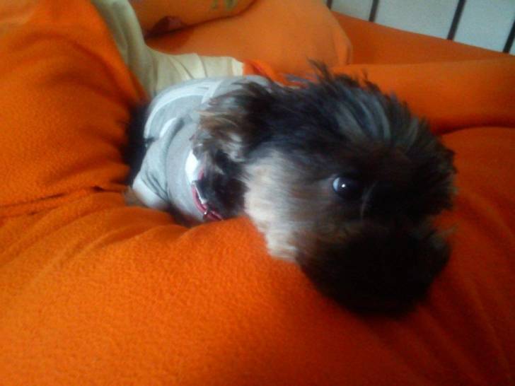 chanty - Yorkshire Terrier (2 ans)