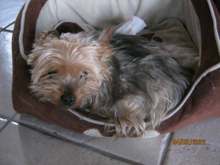 luna - Yorkshire Terrier (14 ans)