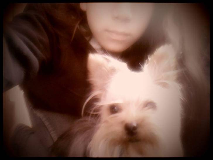 princesa - Yorkshire Terrier (11 mois)