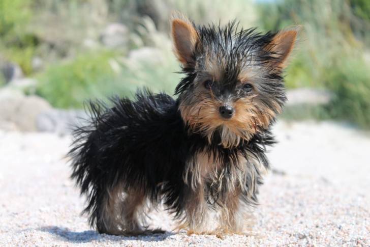 lady - Yorkshire Terrier (11 mois)