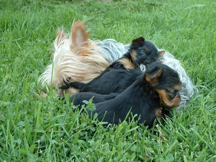 Lilou - Yorkshire Terrier (3 ans)
