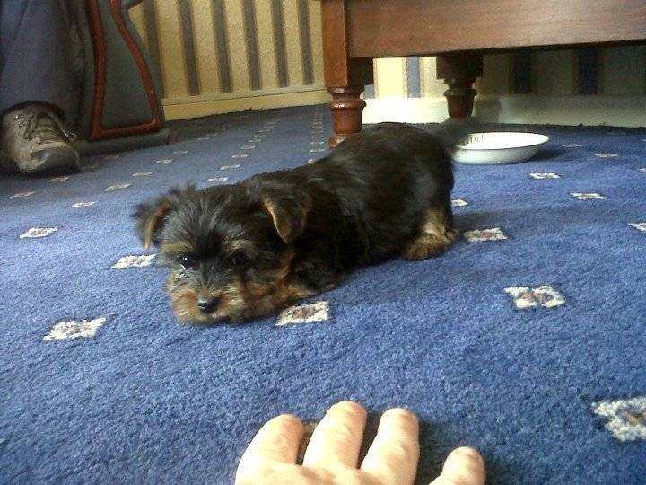 Tilula as a pup - Yorkshire Terrier (2 ans)