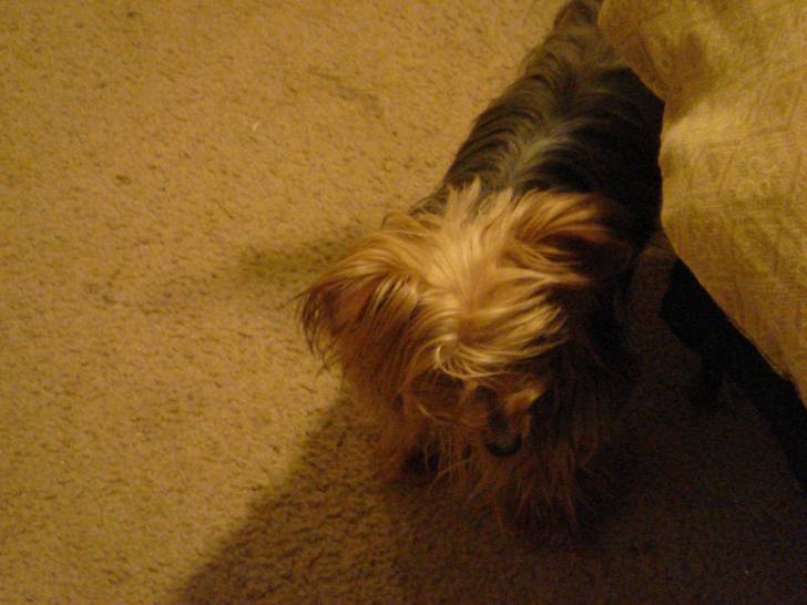 precious - Yorkshire Terrier (7 ans)