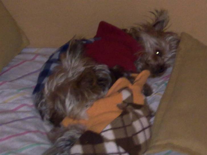 Peques - Yorkshire Terrier