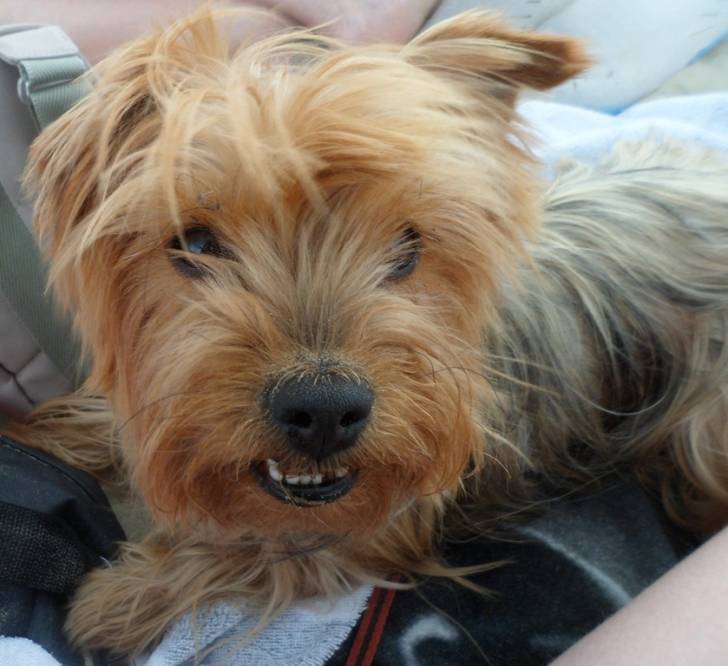 Ma Chanouh' =P - Yorkshire Terrier (5 ans)