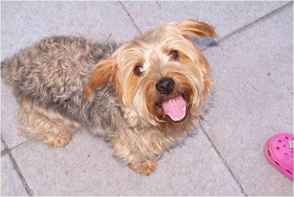 Pepper (décédé) - Yorkshire Terrier Mâle (6 ans)